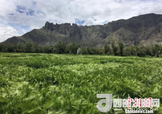 2017年西藏青稞總產(chǎn)量達(dá)到79萬(wàn)噸，占糧食總產(chǎn)量的77%。圖為西藏青稞?！⊥跤窳?攝