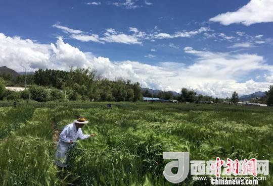 西藏與9家國(guó)家重點(diǎn)實(shí)驗(yàn)室合力促青稞增產(chǎn)、牦牛育肥
