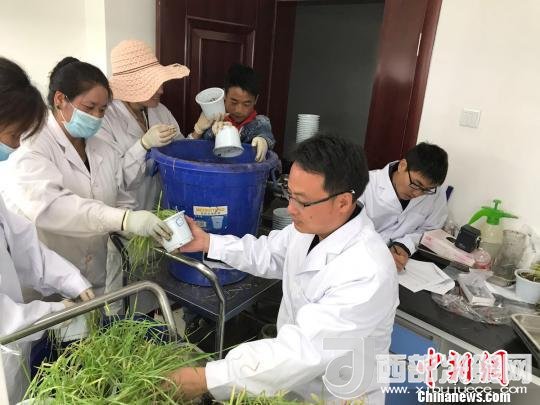 圖為研究員正在調(diào)查青稞感染白粉病情況?！⊥跤窳?攝