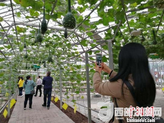山西省郵政管理局積極推動(dòng)“一市一品”農(nóng)特產(chǎn)品進(jìn)城項(xiàng)目。 資料圖 楊杰英 攝