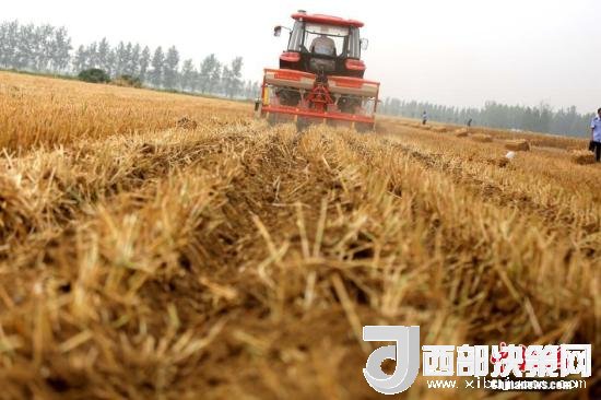 資料圖：收割機進(jìn)行機械化收割。<a target='_blank'  data-cke-saved- >中新社</a>記者 王中舉 攝