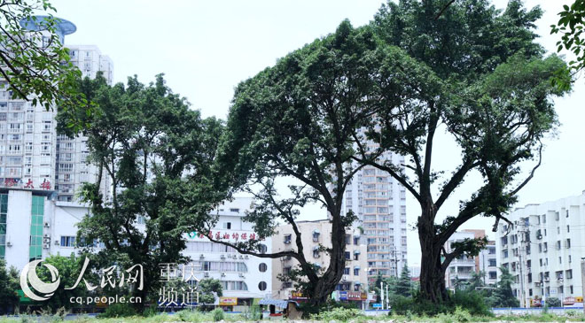 黃桷樹廣場正在建設(shè)中。王嫚 攝