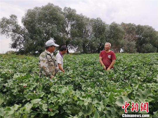 遠(yuǎn)改忠在棉花地里為連隊(duì)職工分享種植經(jīng)驗(yàn)。　安媛杰 攝