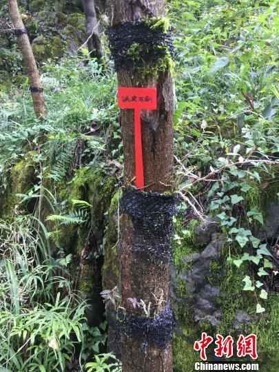 貴州同威生物科技有限公司鐵皮石斛種植?！≈軏?攝
