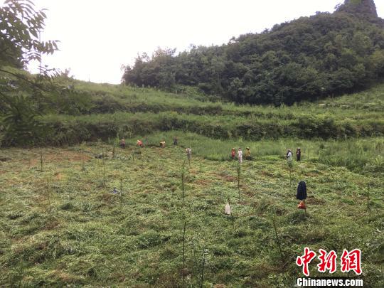 貴州同威生物科技有限公司天麻種植基地?！≈軏?攝